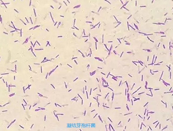凝結(jié)芽孢桿菌1.png