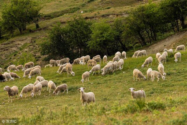 畜禽養(yǎng)殖中微生態(tài)制劑的應用